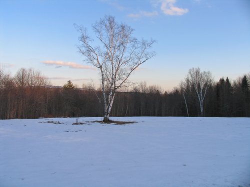 Winter sunset:  Birch tree in a meadow