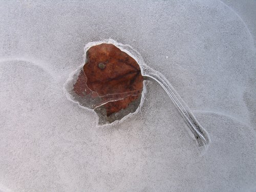 Leaf melted into ice