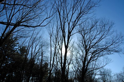 Backlit trees during raptor talk