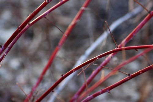 Raspberry Canes (135mm lens)