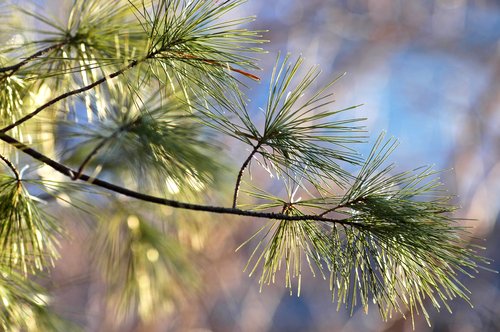 White Pine (135mm lens)