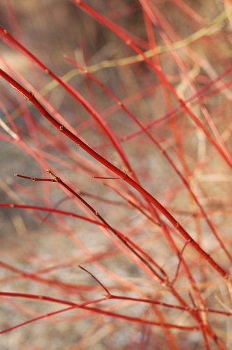 Red brush (50mm lens)