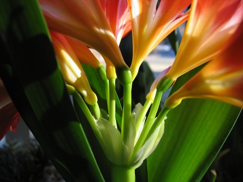 Clivia (focus on the stems)