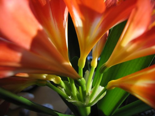 Clivia (focus on the stems)