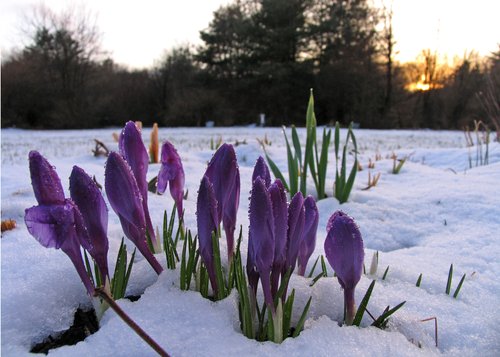 Crocus blossoms (after an early spring snow fall)