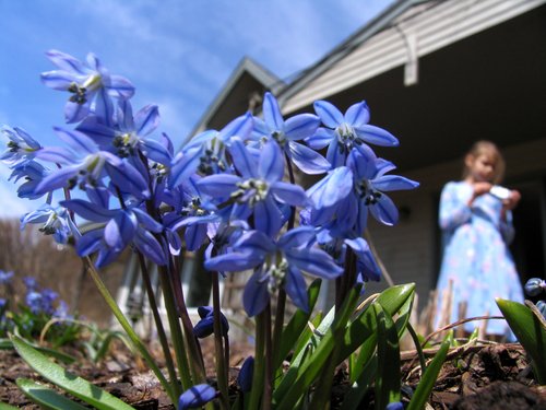 Signs of Spring: Scilla siberica
