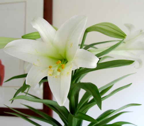 Signs of Spring:  Easter Lily