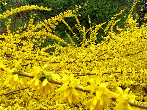 Forsythia "riot"