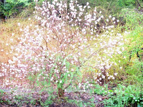 Magnolia and Forsythia (blown out colors)