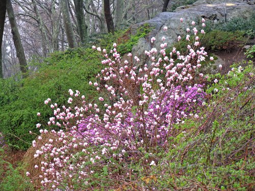 Magnolia, Rhododendron and Rock Ledge