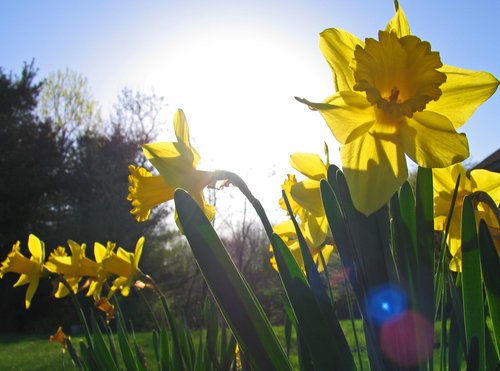 Bright Yellow Daffodil (with spider legs)