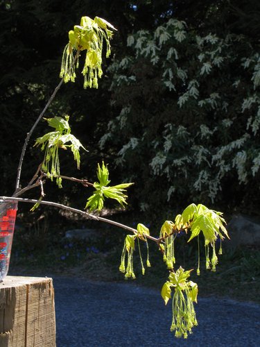 Acer Saccharum Flowers (how to)