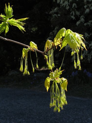 Acer Saccharum Flowers (portrait)