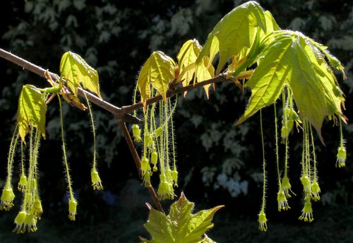 Acer Saccharum Flowers (portrait)