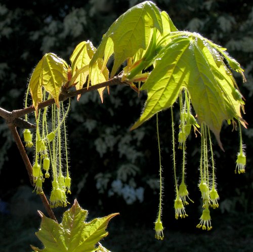 Acer Saccharum (calming crop)