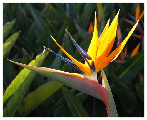 Bird of Paradise (on a dark green background)