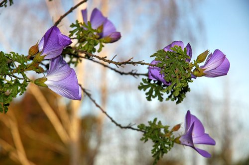 Blue Hibiscus flowers