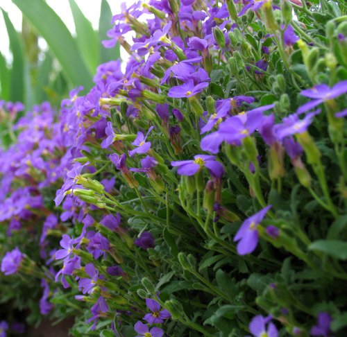 Purple Ground Cover in Monet Gardens