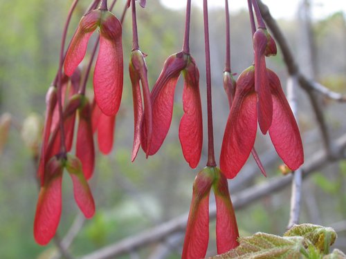 More Red Maple Seeds