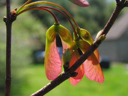 Red Maple Fruit (Samara)