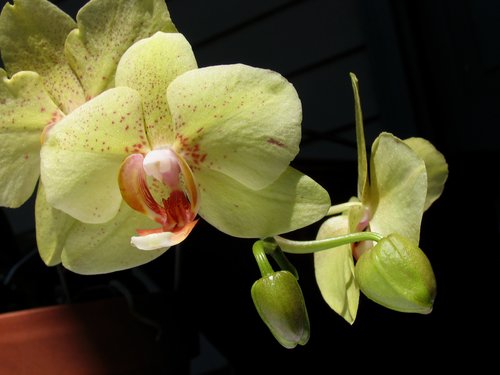 Phalaenopsis - Chingruey's Gold
