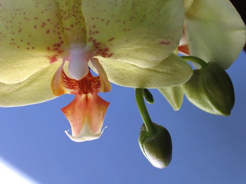 Phalaenopsis Orchid - Chingruey's Gold