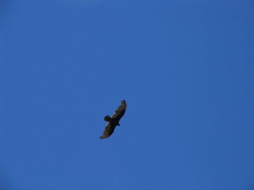 Under them skies of blue (Red Tail Hawk)