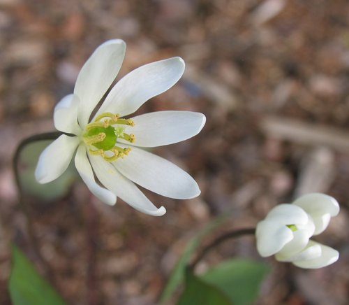 Twin Leaf (Jeffersonia diphylla)