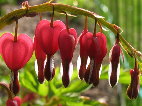 Bleeding Heart