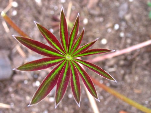 Lupine