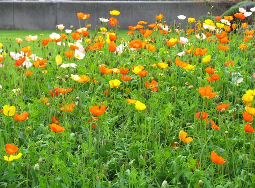 Flowers
