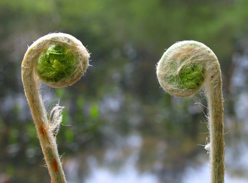 Two Fiddleheads