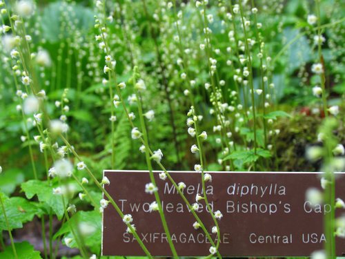 Two leaved Bishop's Cap