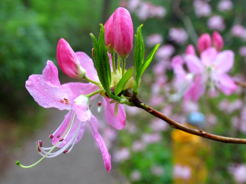 Pink Shell Azalea