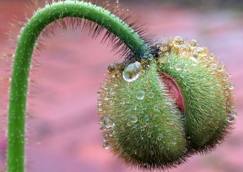 Alien life form ?
