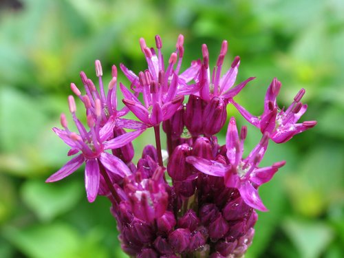 Allium (sunlight redux)