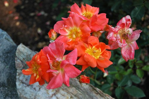 Orange Variegated Rose