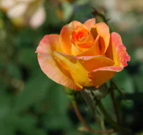 Orange Rose