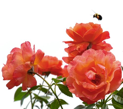 Orange Rose & Yellow Bee