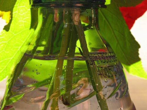 Flower Stems in Water Bottle (Detail)