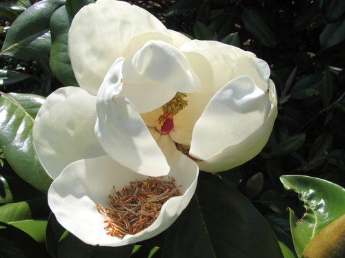 Magnolia with Dried Stamens