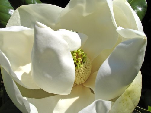Magnolia Flower