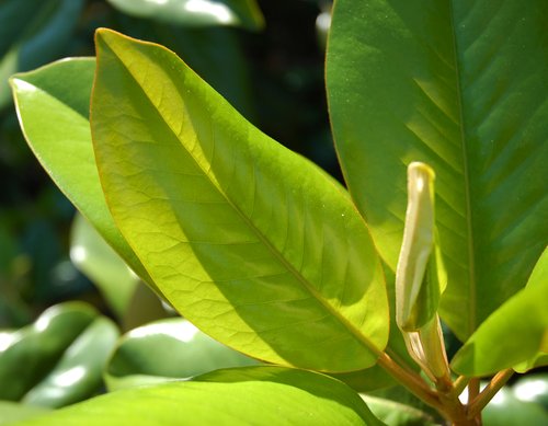 Magnolia Leaves