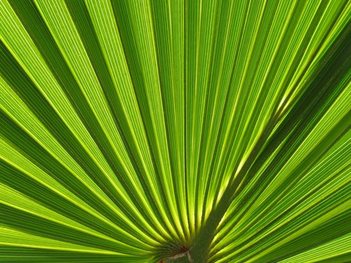 Fan shaped palm leaf