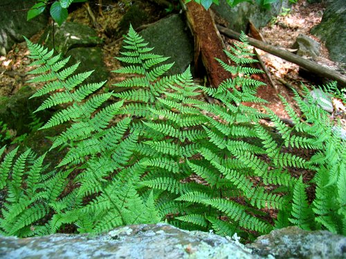Fern Fronds