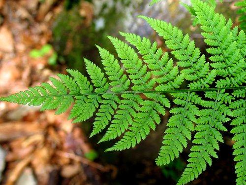 Parts of a Fern