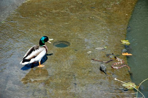 Water Snake, Catfish & Duck