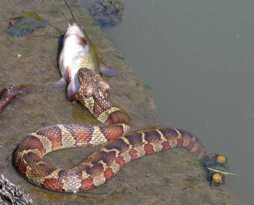 Northern Water Snake with a Catfish (Detail)
