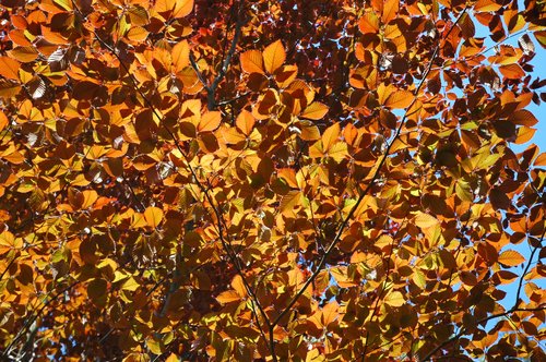 Copper Beech