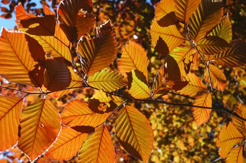 Copper Beech (Detail)